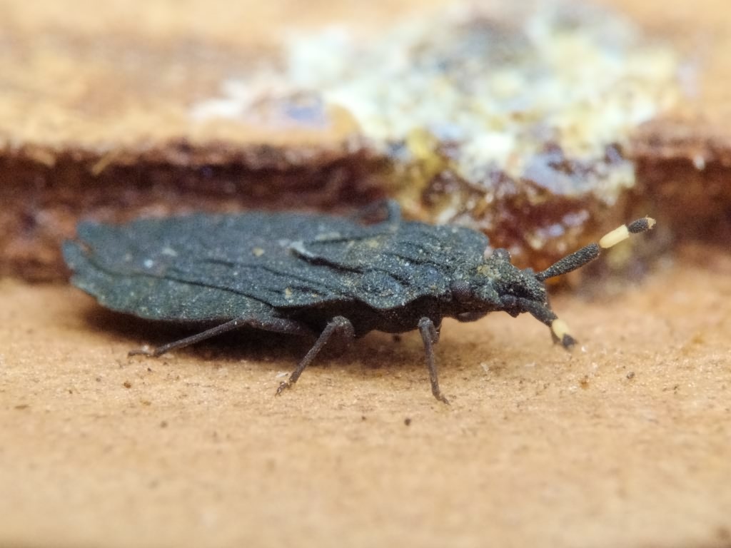 Aradus signaticornis R.F. Sahlberg, 1848